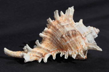 deniz kabuğu siyah ve beyaz arka plan üzerinde