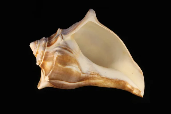 Sea Shell Svart Vita Bakgrunden — Stockfoto