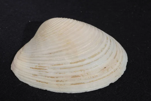 Conchiglia Sul Fondo Bianco Nero — Foto Stock