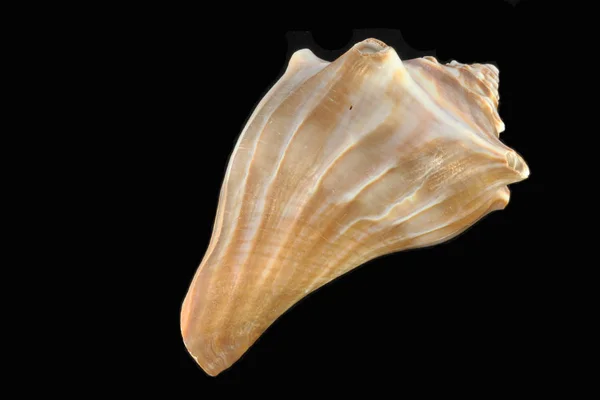 Sea Shell Svart Vita Bakgrunden — Stockfoto