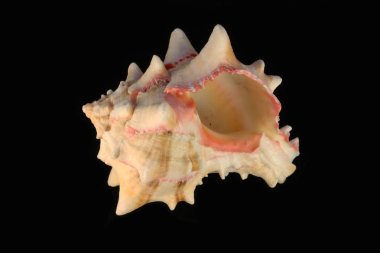 deniz kabuğu siyah ve beyaz arka plan üzerinde