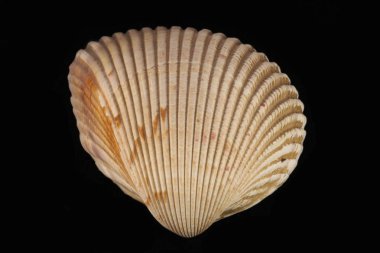 deniz kabuğu siyah ve beyaz arka plan üzerinde