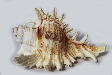 deniz kabuğu siyah ve beyaz arka plan üzerinde