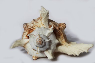 deniz kabuğu siyah ve beyaz arka plan üzerinde