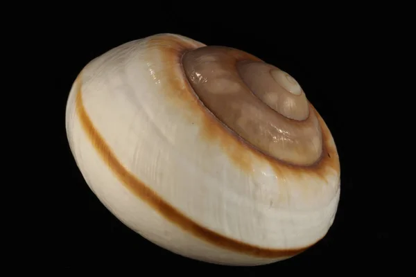 Conchiglia Sul Fondo Bianco Nero — Foto Stock