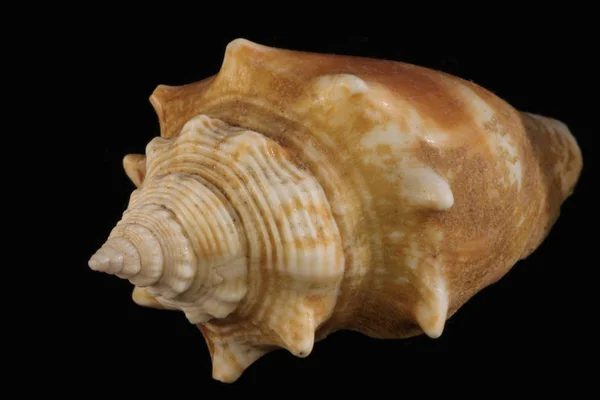 Conchiglia Sul Fondo Bianco Nero — Foto Stock