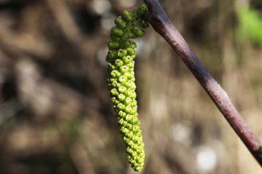 yaprakları çiçek açan bahar