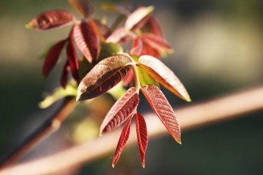 yaprakları çiçek açan bahar