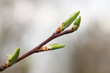 yaprakları çiçek açan bahar
