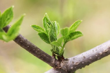 yaprakları çiçek açan bahar