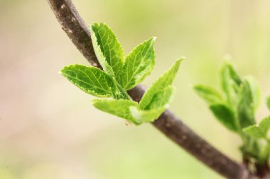 yaprakları çiçek açan bahar