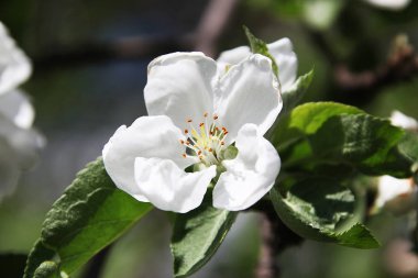 Meyve ağacı çiçek açan
