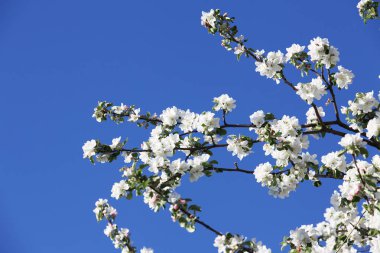 Meyve ağacı çiçek açan