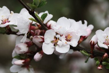 Meyve ağacı çiçek açan