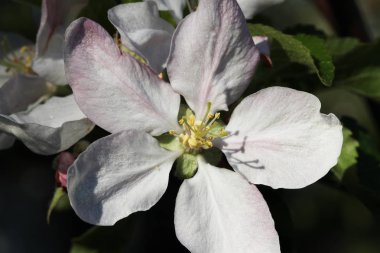 Meyve ağacı çiçek açan