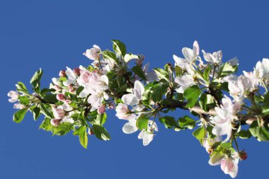 Meyve ağacı çiçek açan