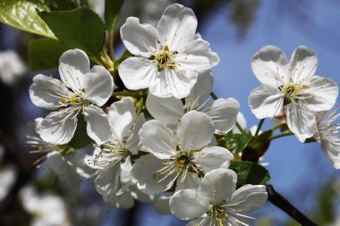 Meyve ağacı çiçek açan
