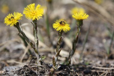 coltsfoot çok erken Bahar sarı çiçekleri görünümünü kapat