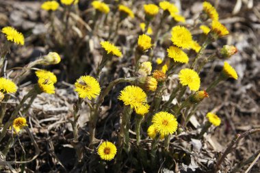 coltsfoot çok erken Bahar sarı çiçekleri görünümünü kapat