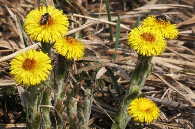 coltsfoot çok erken Bahar sarı çiçekleri görünümünü kapat