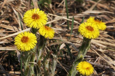 coltsfoot çok erken Bahar sarı çiçekleri görünümünü kapat