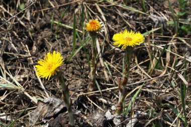 coltsfoot çok erken Bahar sarı çiçekleri görünümünü kapat