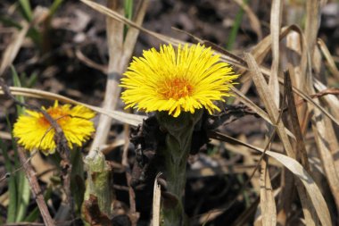 coltsfoot çok erken Bahar sarı çiçekleri görünümünü kapat
