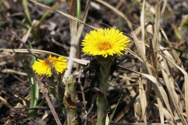coltsfoot çok erken Bahar sarı çiçekleri görünümünü kapat