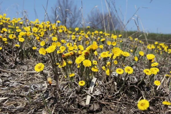 Coltsfoot Çok Erken Bahar Sarı Çiçekleri Görünümünü Kapat — Stok fotoğraf