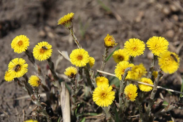 Nahaufnahme Des Hufeisens Sehr Früher Frühling Gelbe Blüten — Stockfoto