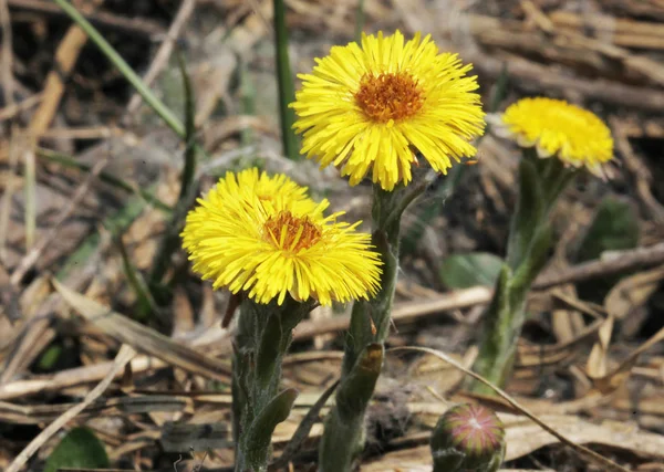 Ранние Весенние Желтые Цветки — стоковое фото