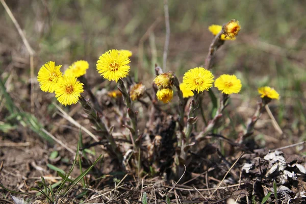 Coltsfoot Çok Erken Bahar Sarı Çiçekleri Görünümünü Kapat — Stok fotoğraf