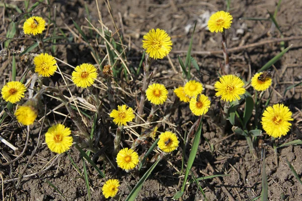 Coltsfoot Çok Erken Bahar Sarı Çiçekleri Görünümünü Kapat — Stok fotoğraf