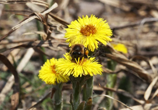 Coltsfoot Çok Erken Bahar Sarı Çiçekleri Görünümünü Kapat — Stok fotoğraf