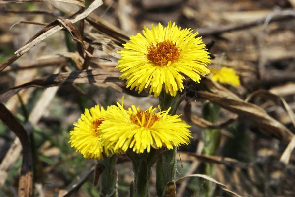 Coltsfoot Çok Erken Bahar Sarı Çiçekleri Görünümünü Kapat — Stok fotoğraf