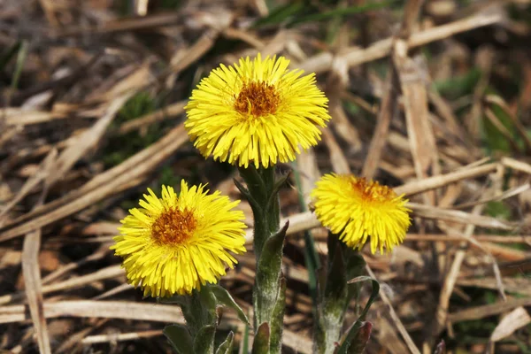 Vista Próxima Coltsfoot Muito Cedo Primavera Flores Amarelas — Fotografia de Stock