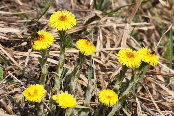 coltsfoot çok erken Bahar sarı çiçekleri görünümünü kapat