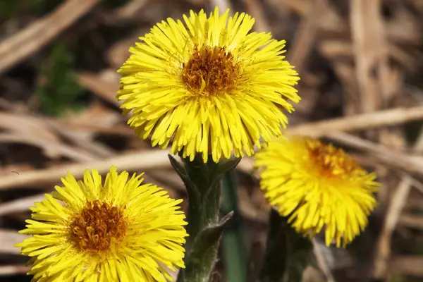 coltsfoot çok erken Bahar sarı çiçekleri görünümünü kapat
