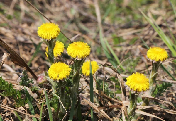 Coltsfoot Çok Erken Bahar Sarı Çiçekleri Görünümünü Kapat — Stok fotoğraf