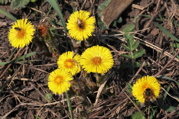 Coltsfoot Çok Erken Bahar Sarı Çiçekleri Görünümünü Kapat — Stok fotoğraf