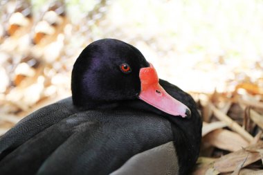bir ördek görünümünü kapat