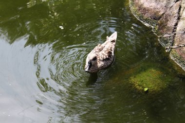 bir ördek görünümünü kapat