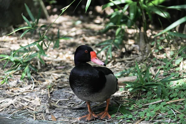 Vue Rapprochée Canard — Photo