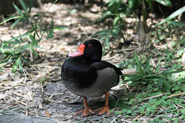 Vue Rapprochée Canard — Photo