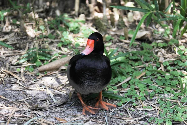 Stäng Anka — Stockfoto