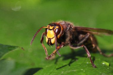üzerindeki yeşil yaprak Hornet Görünümü Kapat