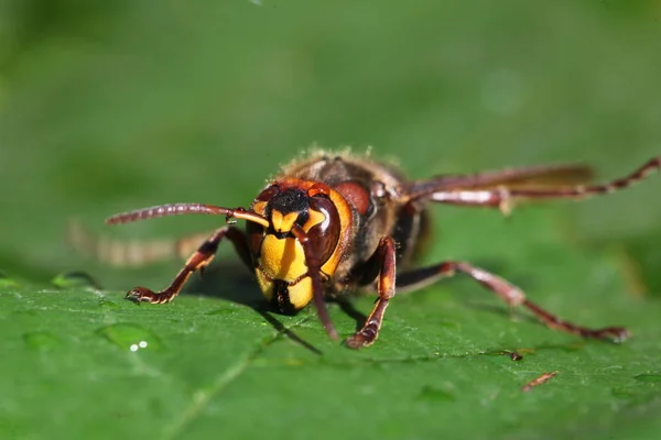 Vue Rapprochée Frelon Sur Une Feuille Verte — Photo