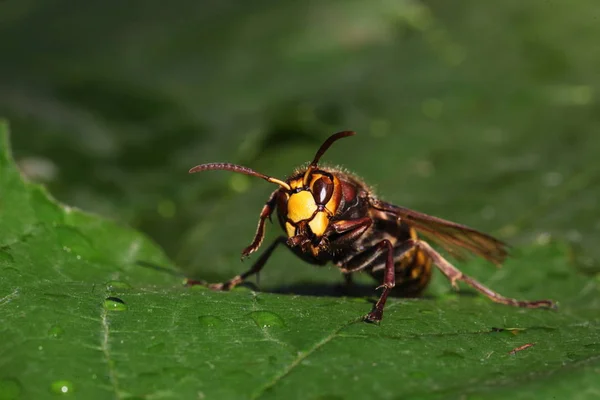 Zamknij Widok Hornet Zielony Liść — Zdjęcie stockowe