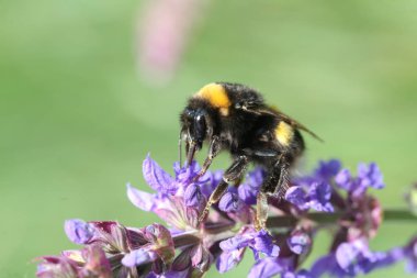 bumble bee görünümünü kapat