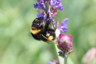 bumble bee görünümünü kapat